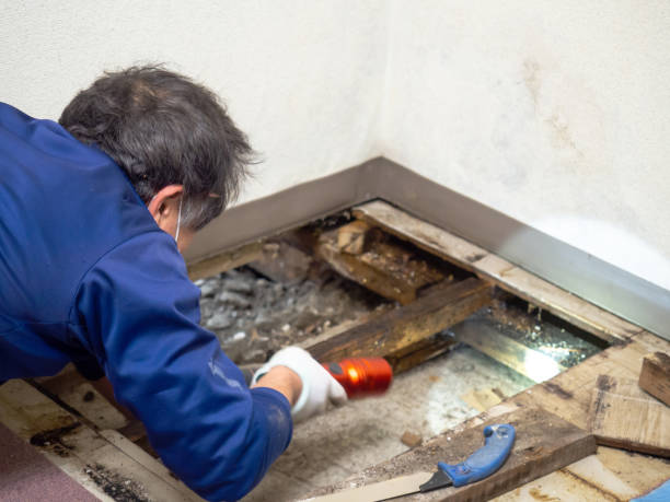 Best Crawl Space Mold Removal  in Dale, IN
