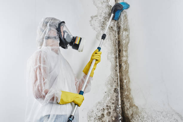 Best Mold Damage Repair  in Dale, IN