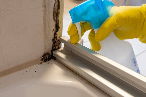 Best Mold Remediation  in Dale, IN