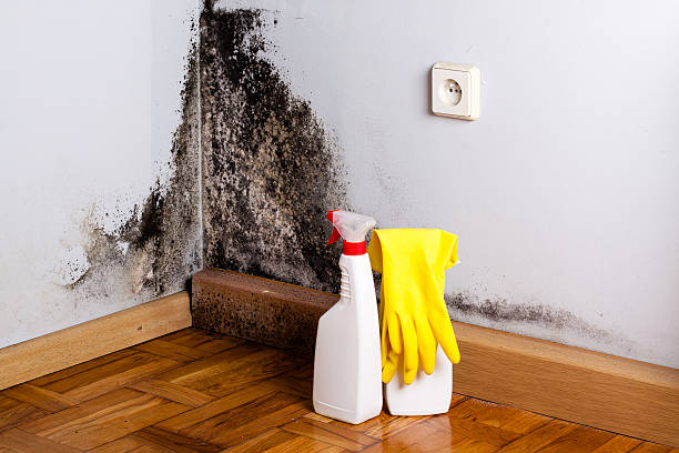 Attic Mold Removal in Dale, IN