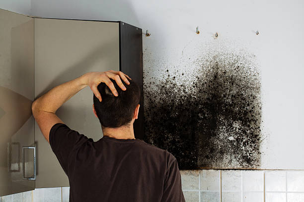 Best Emergency Mold Removal  in Dale, IN
