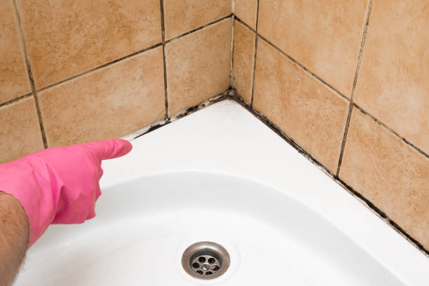 Best Commercial Mold Removal  in Dale, IN
